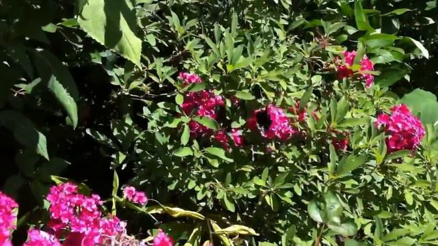 Black Swallow Tail Butterfly feeding and flying смотреть онлайн