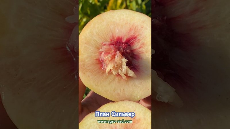 Очень крупный вкуснейший инжирный персик - План Сильвер на Кубани