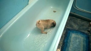 Смешной щенок    Мопс купается!