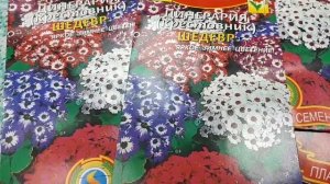 Крестовник Шедевр