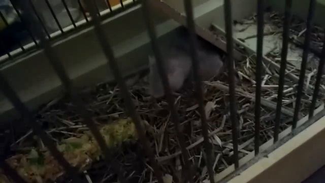 Монгольские песчанки