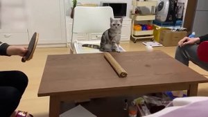 Китайские приколы №3 Животные 4К