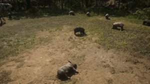 Особенности которые ты точно пропустил в RDR 2. Секреты Red Dead Redemption 2