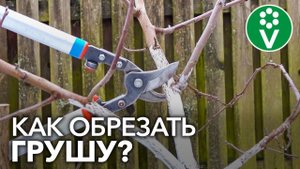 ФОРМИРУЕМ МОЛОДУЮ ГРУШУ для правильной компактной кроны и быстрого плодоношения