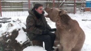 Очаровательный медведь Степа