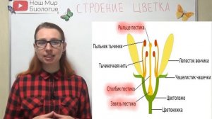 Строение цветка