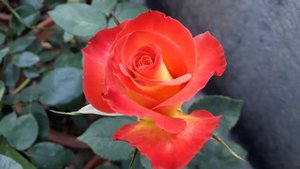 Alinka Rose Flower,  Beautiful Hybrid Tea Rose.