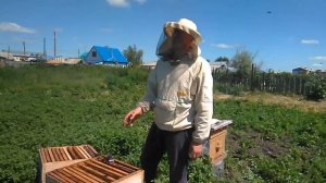 Как правильно сделать отводок? Лучший противороевой метод... .