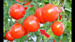 Делайте так и томаты за неделю покраснеют на кусте! 7 способов ускорения созревания томатов!