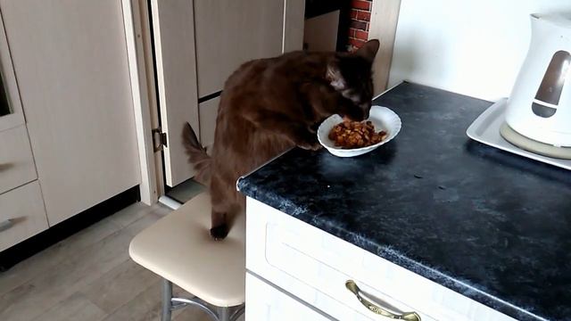 Кот ест стоя за задних лапах смотреть онлайн