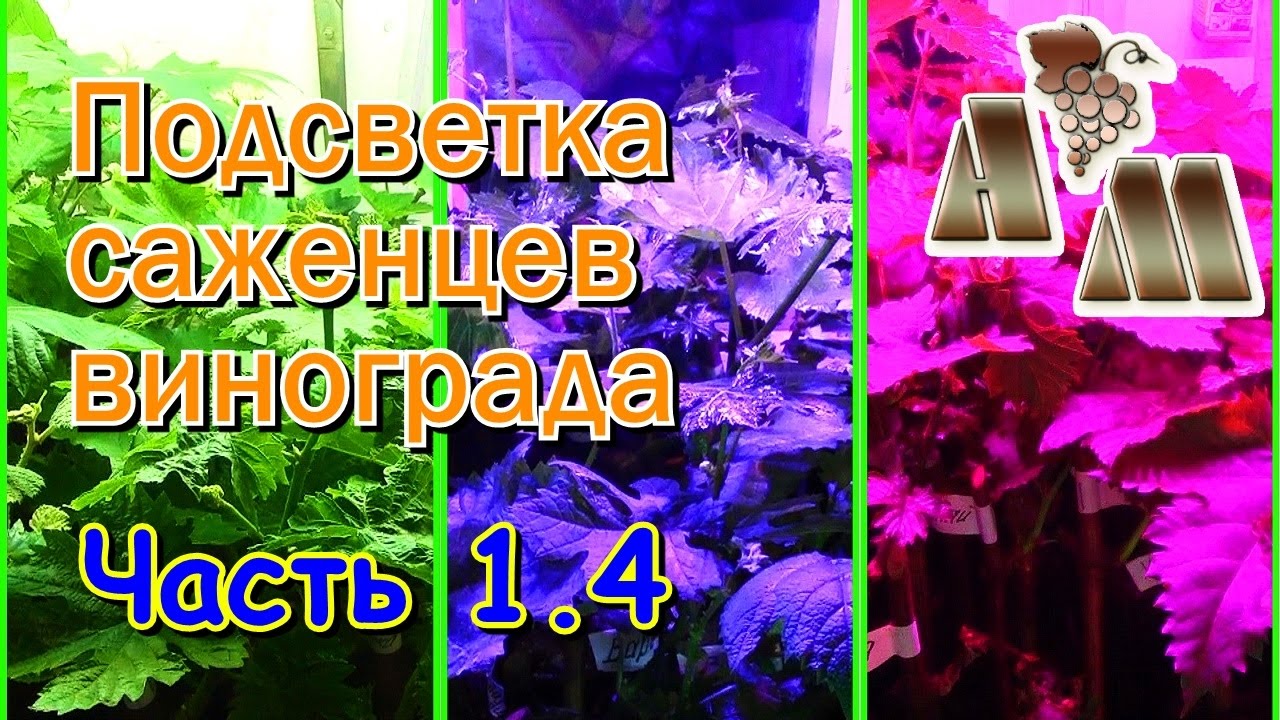 ? Светодиодная подсветка саженцев винограда. Часть 1.4