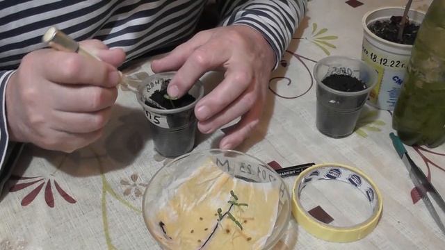 Пикировал рассаду КОМНАТНЫХ ПОМИДОР смотреть онлайн