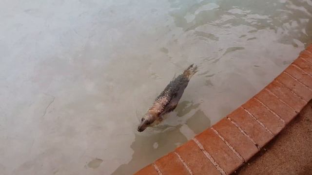 Рим. Зоопарк. Котики морские смотреть онлайн