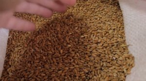Как выбрать идеальные семена для проращивания пшеницы на витграсс