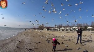 Кормим чаек на море, чайки бомбомёты