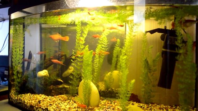 Обзор аквариума 100 литров (участник конкурса) смотреть онлайн