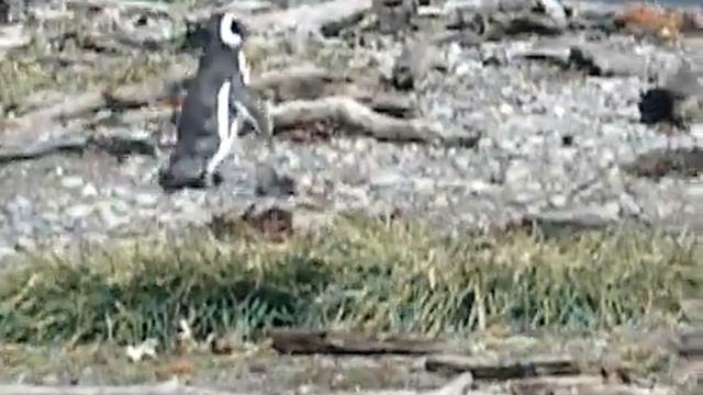 Magellan penguin walk to the water, Otway Bay смотреть онлайн