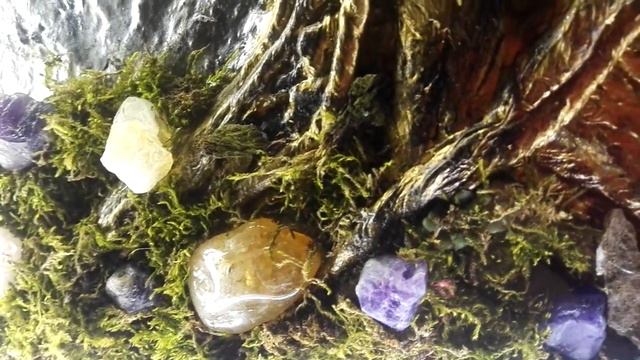 Денежное дерево. смотреть онлайн