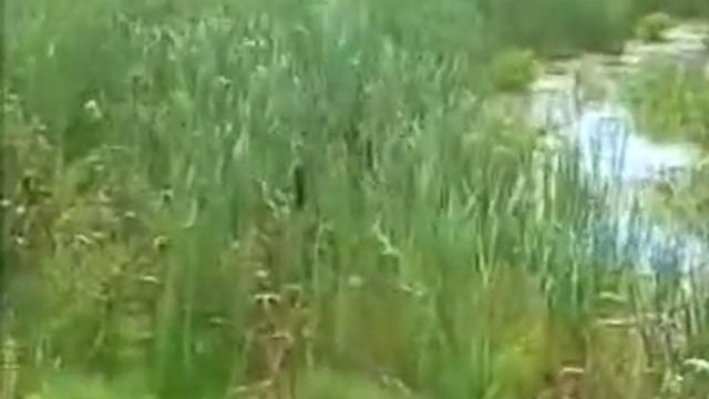 Деревенские просторы