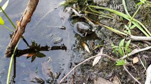 Что едят жабы?