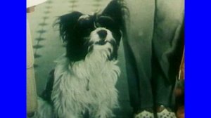 Юз Алешковский. "Кыш и я в Крыму", глава 4 - 6