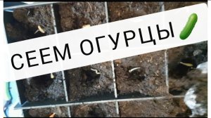 Посев огурцов на рассаду