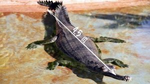 Вот Как Выглядит Самая Большая Рептилия в Мире