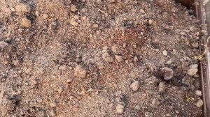 ПОСЕВНАЯ В СЕНТЯБРЕ? ЗАЧЕМ И ЧТО СЕЕМ?