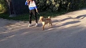 Породы собак. Шарпей.