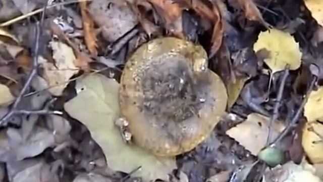 Грузди Черные Ольшанского леса. Ведьмины Яйца грибов Веселок. смотреть онлайн