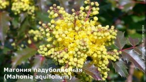 Лучшие теневыносливые кустарники для сада. Обзор.