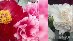 Пиономания