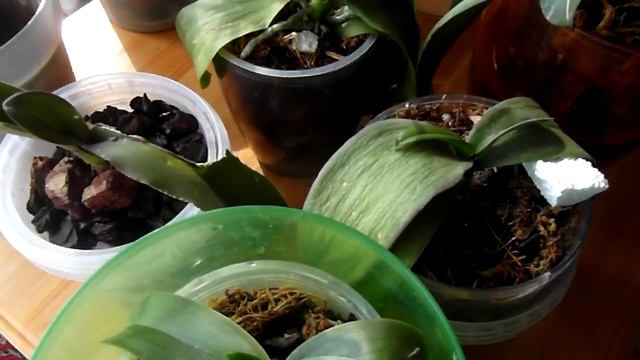 И снова ЧЕСНОК. Видео от 24. 02. смотреть онлайн