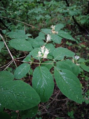 149. Жимолость настоящая - Lonicera xylosteum