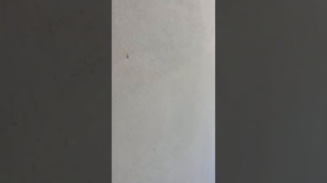 Как должна выглядеть качественная предчистовая отделка от застройщика. смотреть онлайн