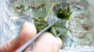 Мох феникс.Спасаем от нитчатки.