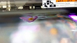 Печать на холсте принтером FUJIFILM Acuity LED 1600