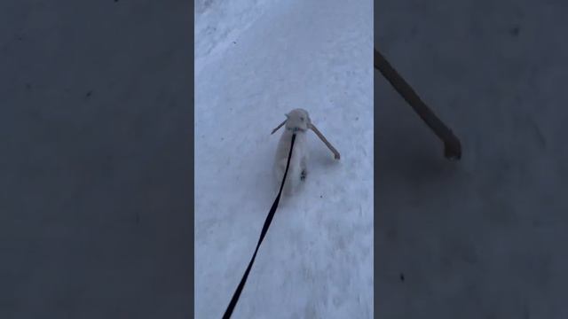 Маленькая собачка убирает улицы/ Little dog cleans the streets