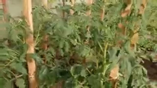 10.06.20 Какие стали томаты в теплице смотреть онлайн