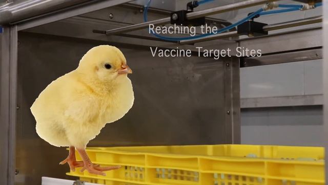 Boehringer Ingelheim - Spra Vac II Hatchery Sprayer смотреть онлайн