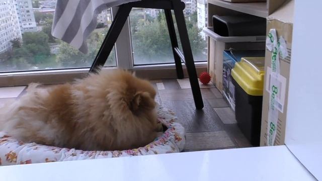 Влад наступил на Николь. Что с лапкой щенка. Упрямый померанский шпиц. Борьба за лакомство