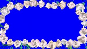 Футаж Белые Розы. Свадебные Рамки. Белые Розы на Хромакее. Свадебная Рамка из Роз