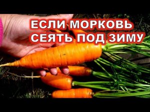 МОРКОВЬ ПОД ЗИМУ. САЖАЮ ТАК И ТОЛЬКО В ЭТОТ СРОК! КРУПНАЯ И СЛАДКАЯ МОРКОВЬ УРОЖАЙ В ИЮЛЕ