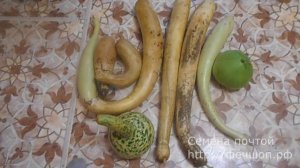 Лагенария  Кое что о семенах