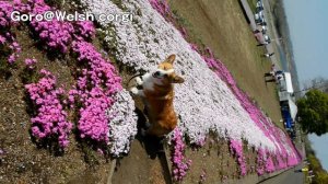 moss phlox, Sagami river / コーギーと芝桜を見に相模川へ行ってきた 20140415 Goro@Welsh corgi