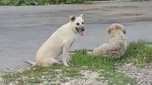 Большие бездомные собаки на улицах города. Из жизни бродячих собак!