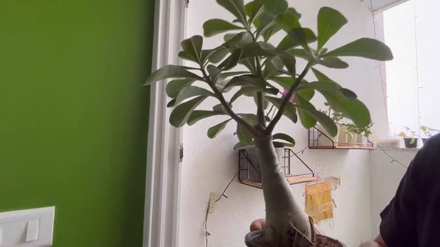 Our mini garden walkthrough | Part 1 | Bengali Vlog #bengalivlog #gardening