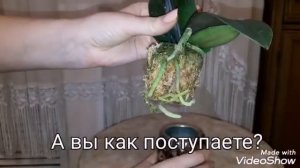 #ОРХИДЕИ Обзор новой орхидеи Пинк герл! #Орхидея