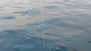Черноморская морская лисица попалась Артему на крячок довольно быстро