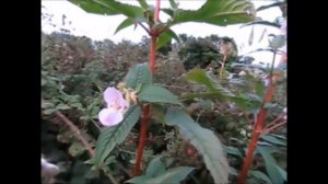 Himalayan balsam